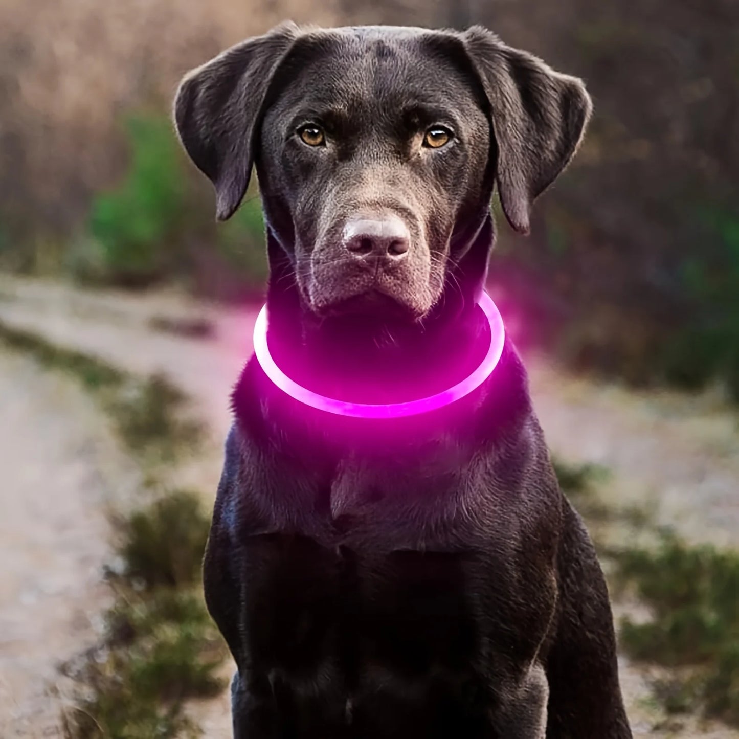 Collare luminoso per cani e gatti - Pet Dog LED Light Collar Luminos