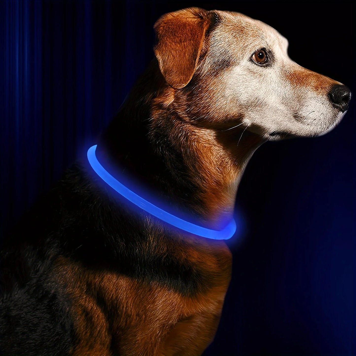 Collare luminoso per cani e gatti - Pet Dog LED Light Collar Luminos