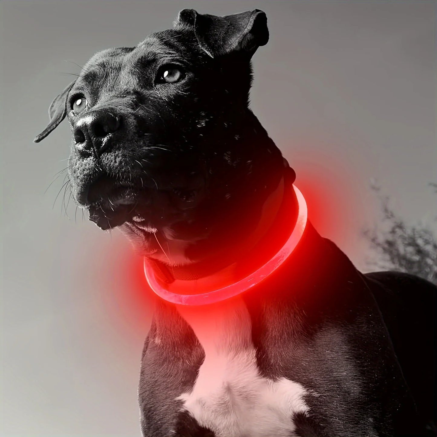 Collare luminoso per cani e gatti - Pet Dog LED Light Collar Luminos